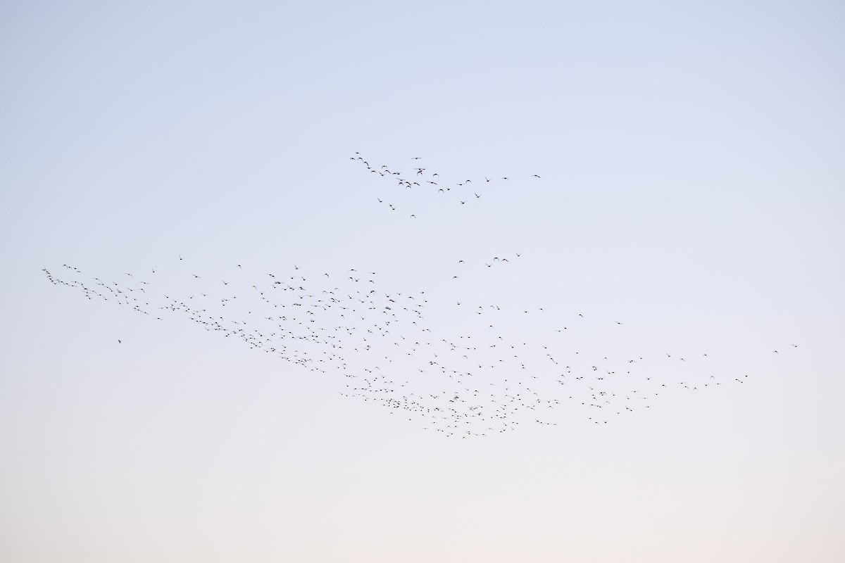 Ahate buztanluzea - ML645485345