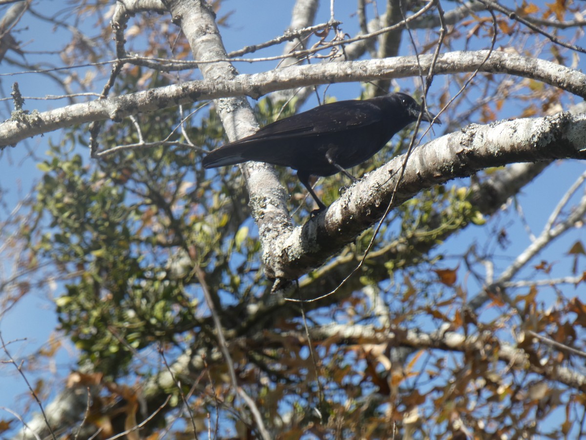 American Crow - ML645485347