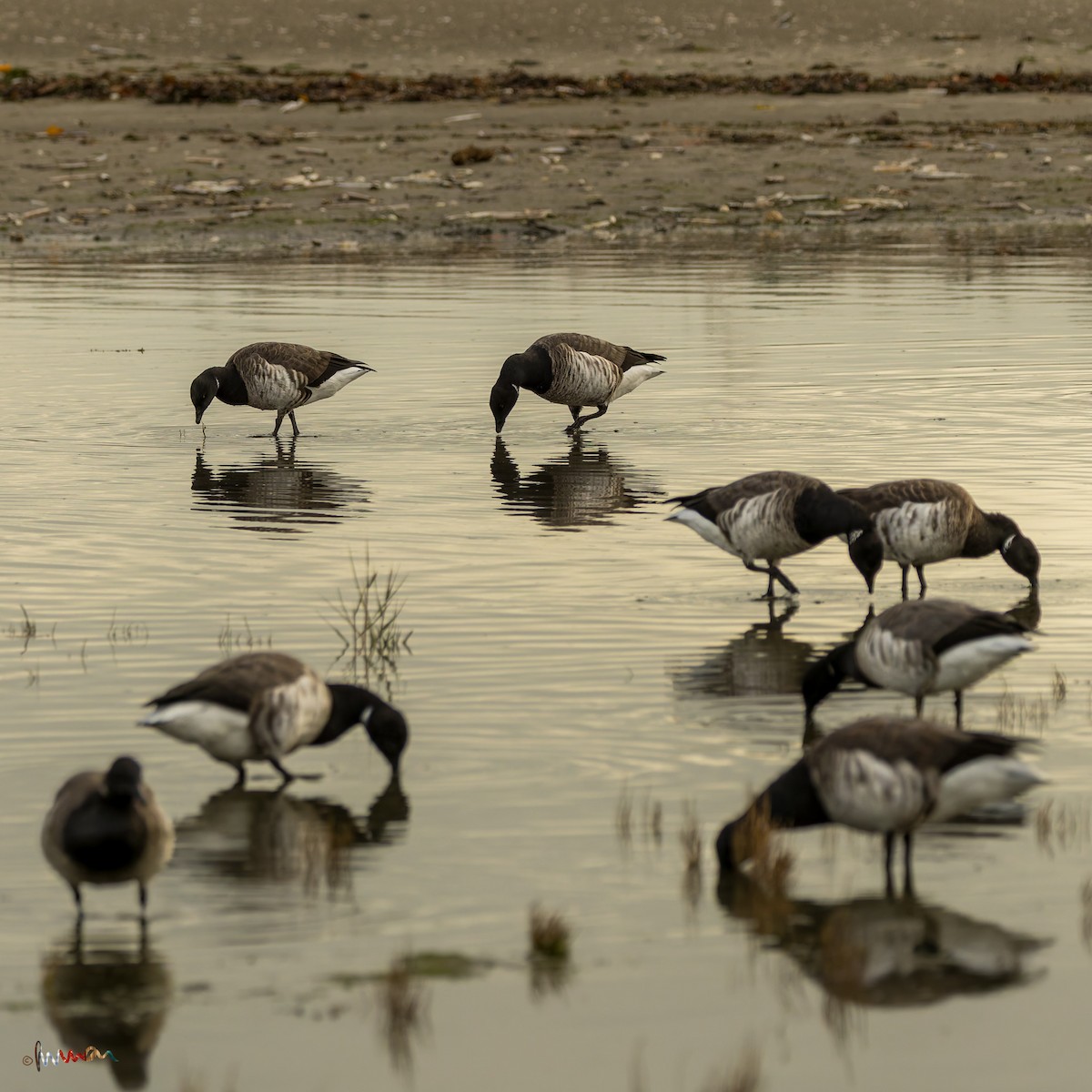 Branta musubeltza - ML645485348