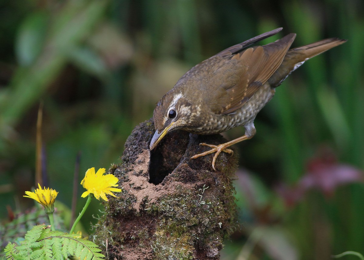 Siberian Thrush - ML645485349