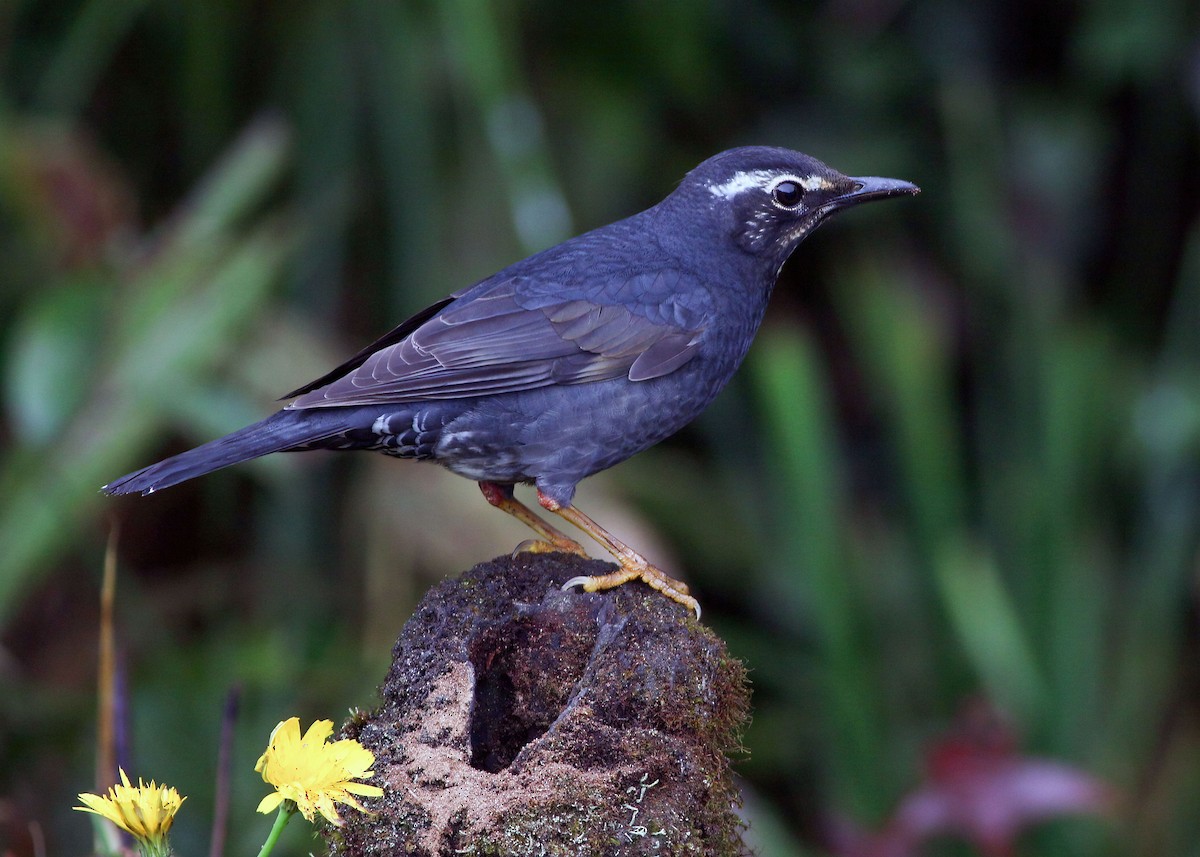 Siberian Thrush - ML645485350