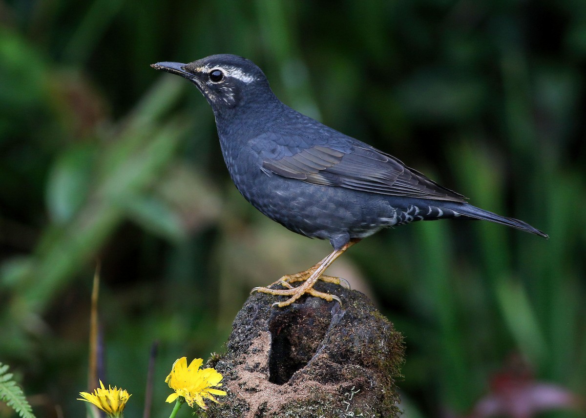 Siberian Thrush - ML645485351