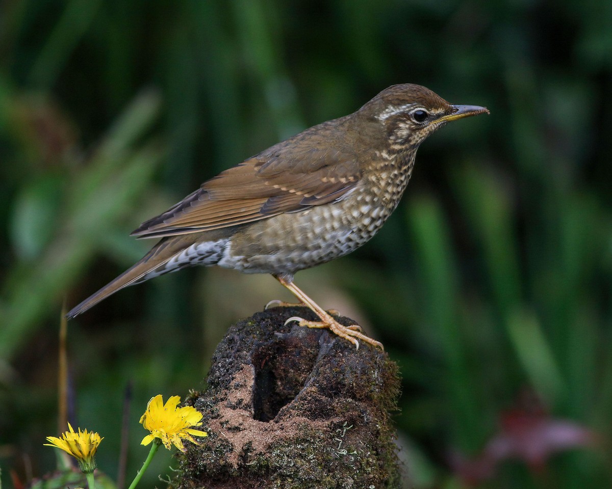 Siberian Thrush - ML645485352