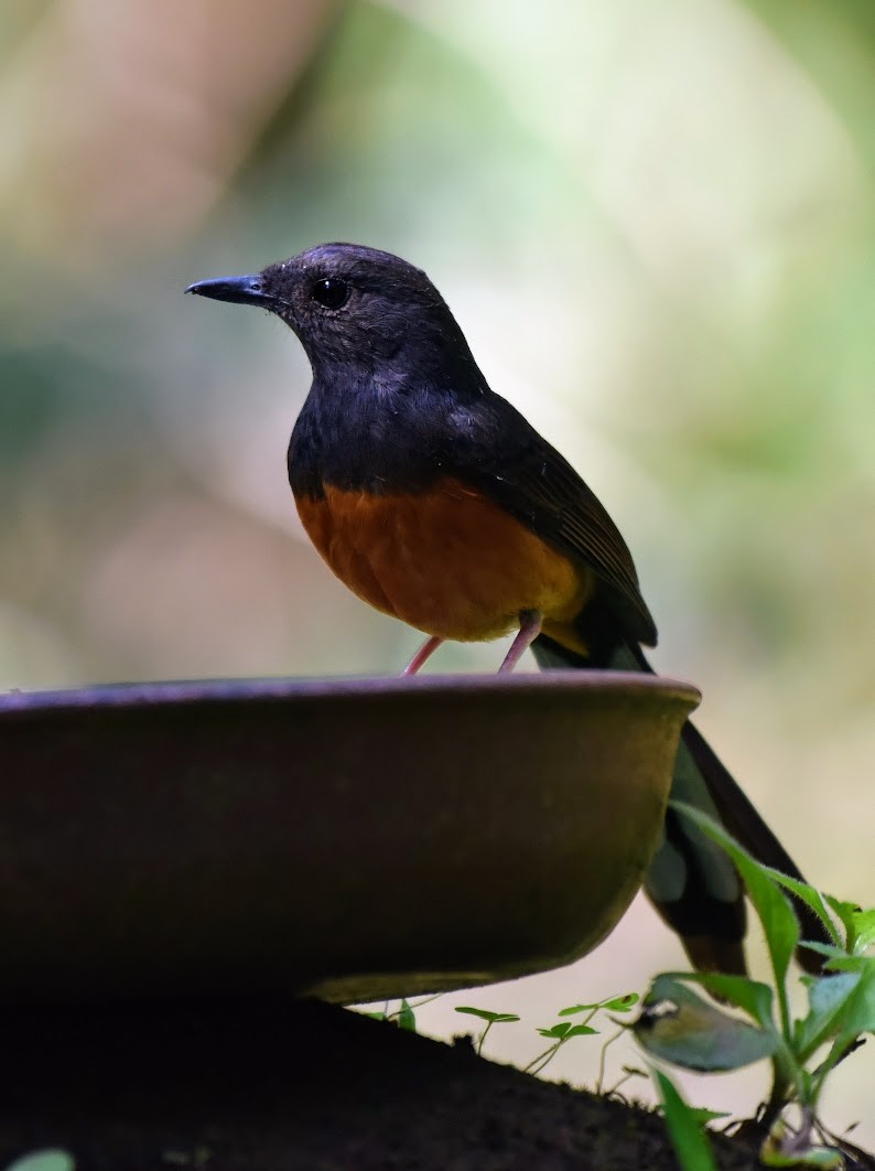 White-rumped Shama - ML645485353