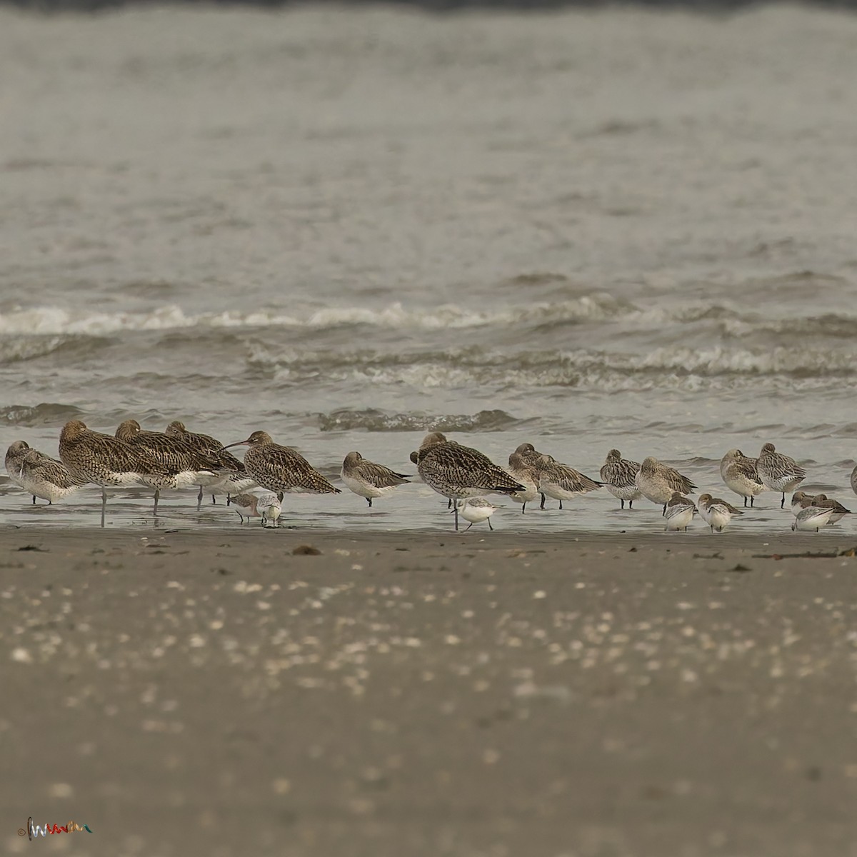 Kurlinta handia - ML645485354