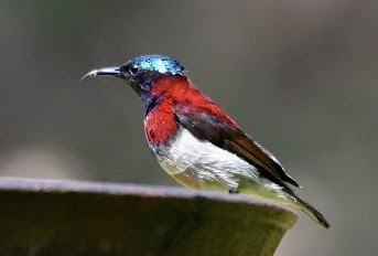 Crimson-backed Sunbird - ML645485355