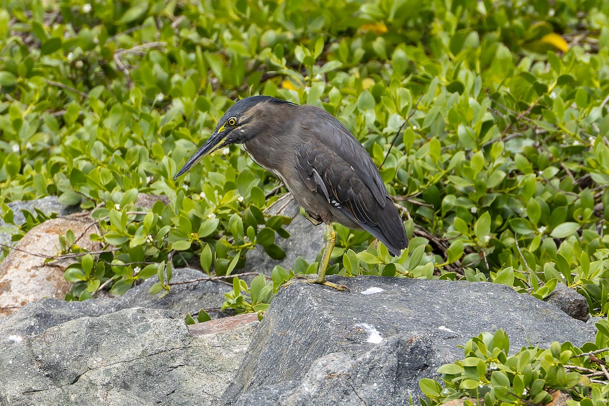 Little Heron - ML645485358