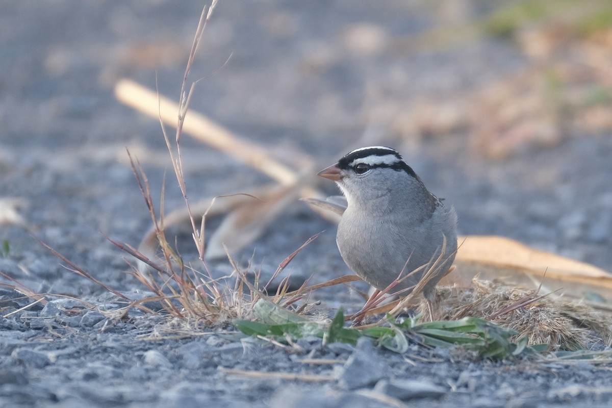 White-crowned Sparrow - ML645485359