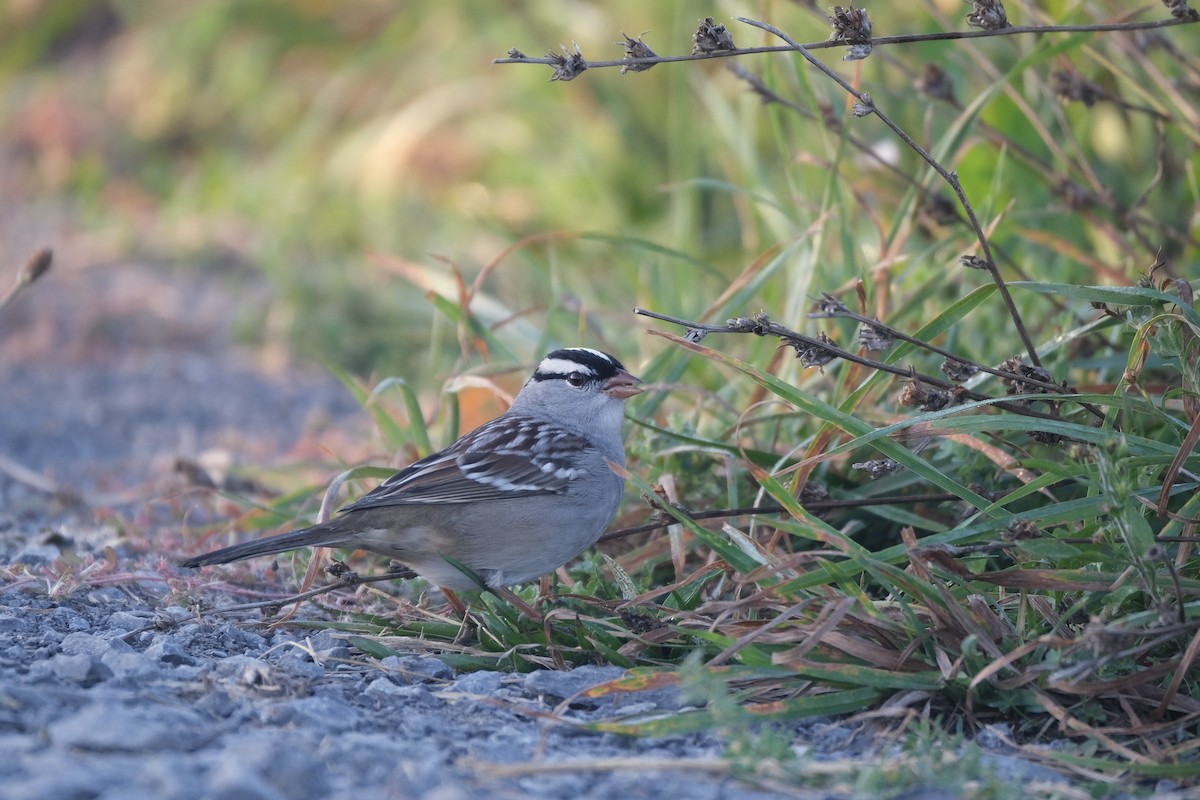 White-crowned Sparrow - ML645485360