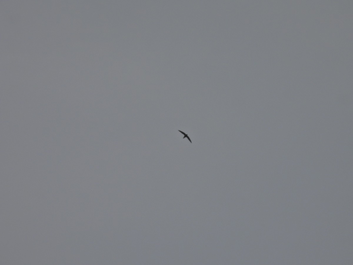 White-rumped Spinetail - ML645485361