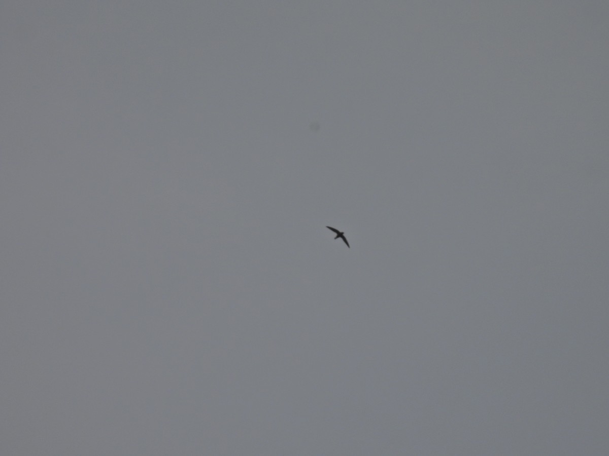 White-rumped Spinetail - ML645485362