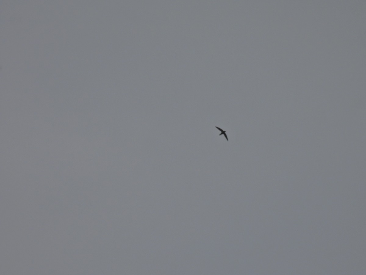 White-rumped Spinetail - ML645485363