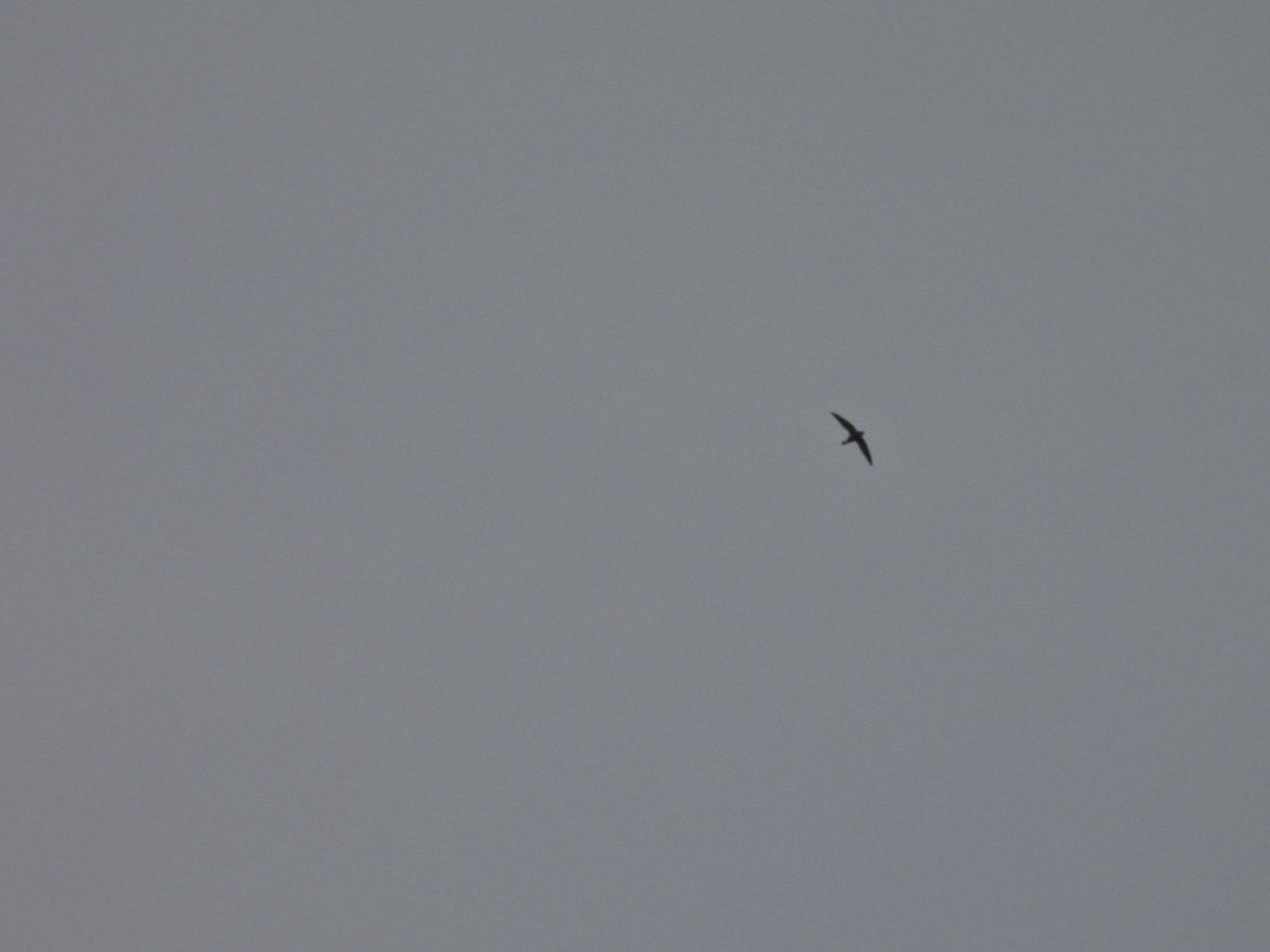 White-rumped Spinetail - ML645485364