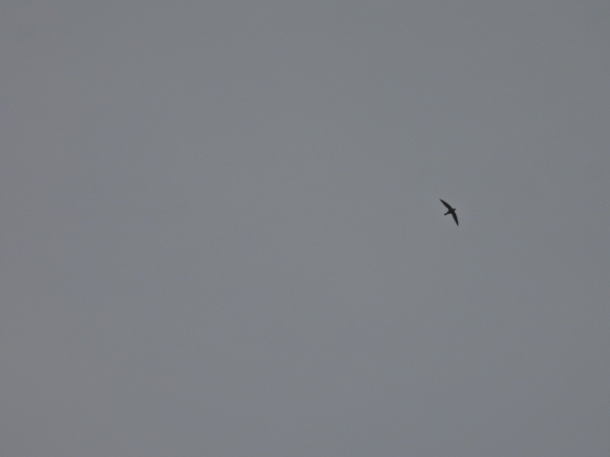 White-rumped Spinetail - ML645485365