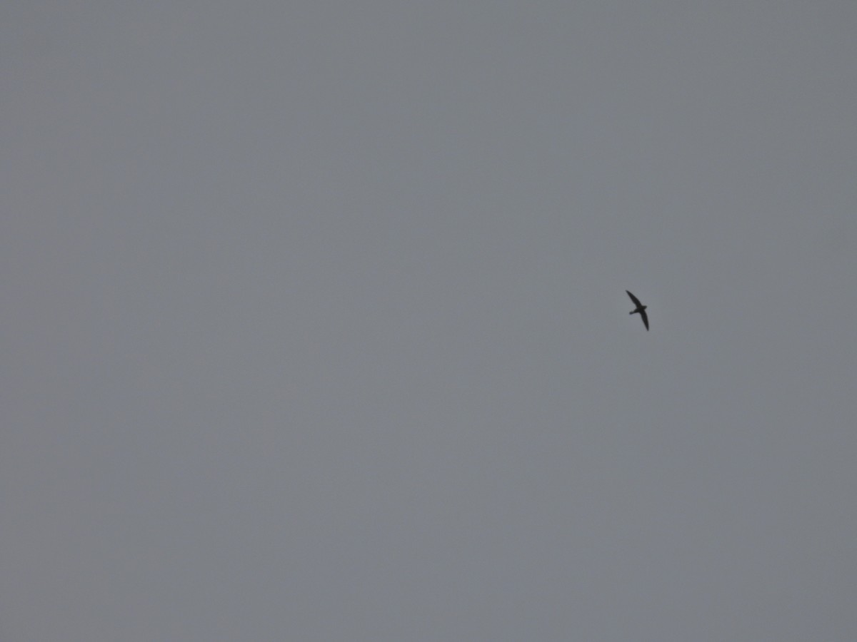 White-rumped Spinetail - ML645485366