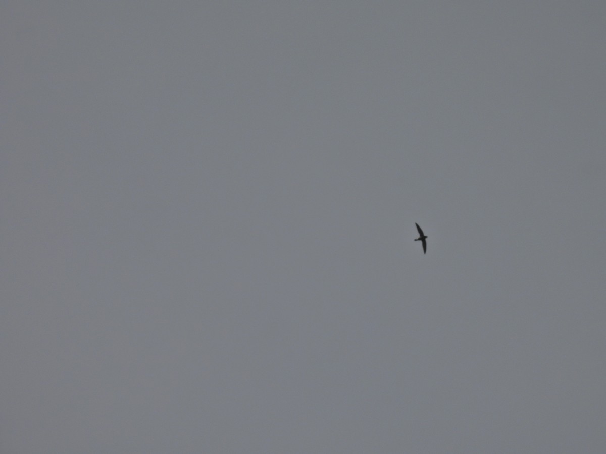 White-rumped Spinetail - ML645485367