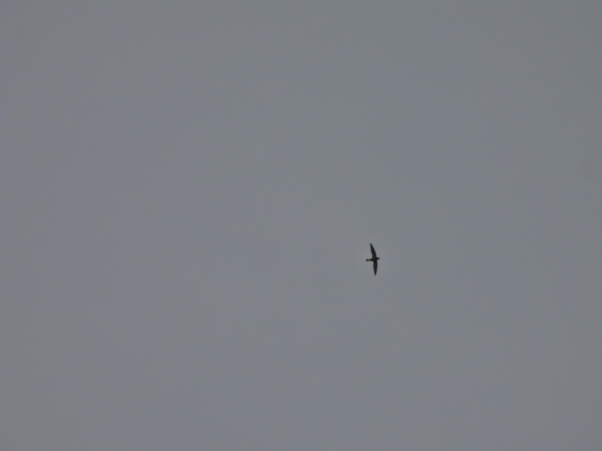 White-rumped Spinetail - ML645485368