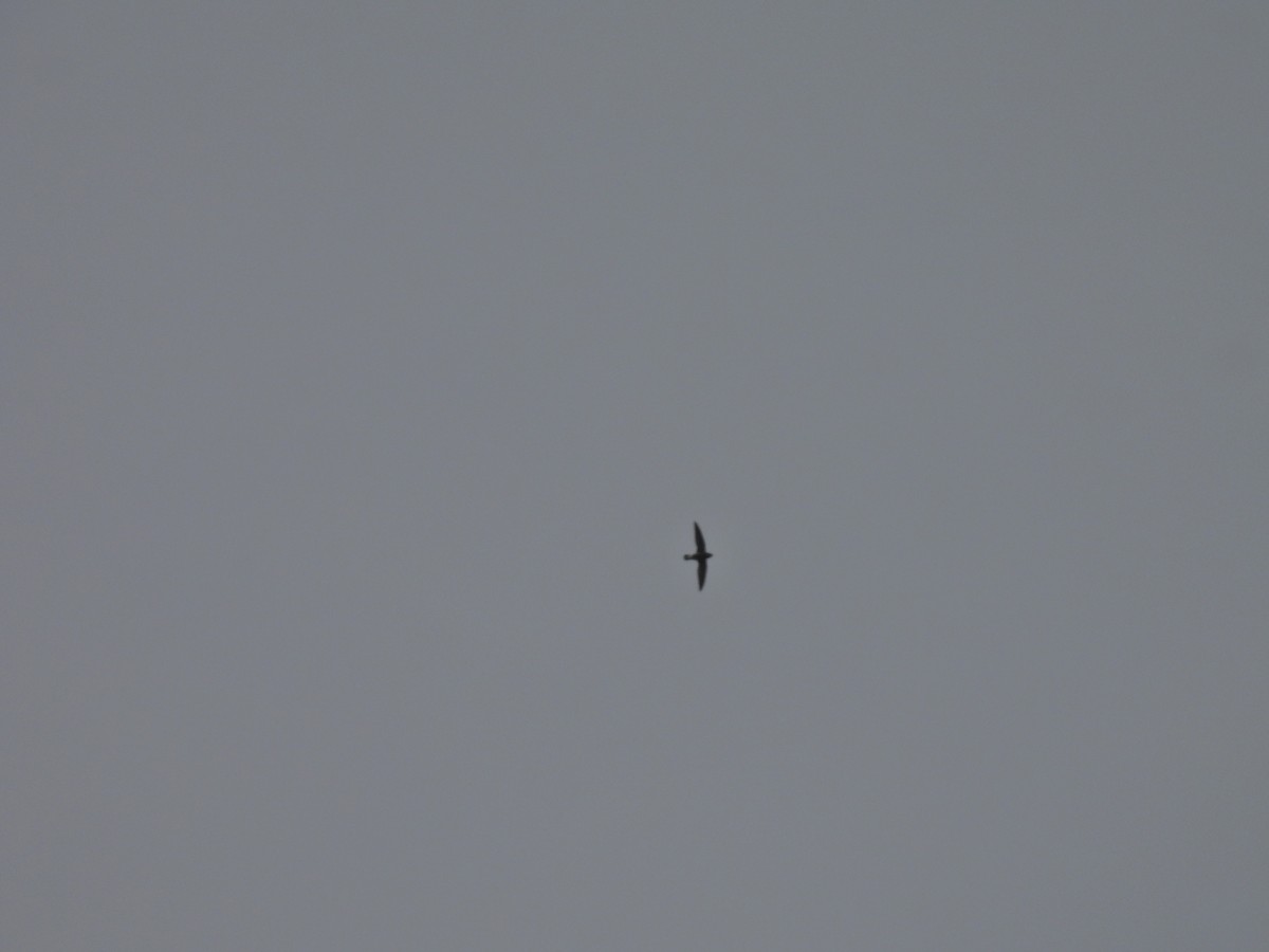 White-rumped Spinetail - ML645485369