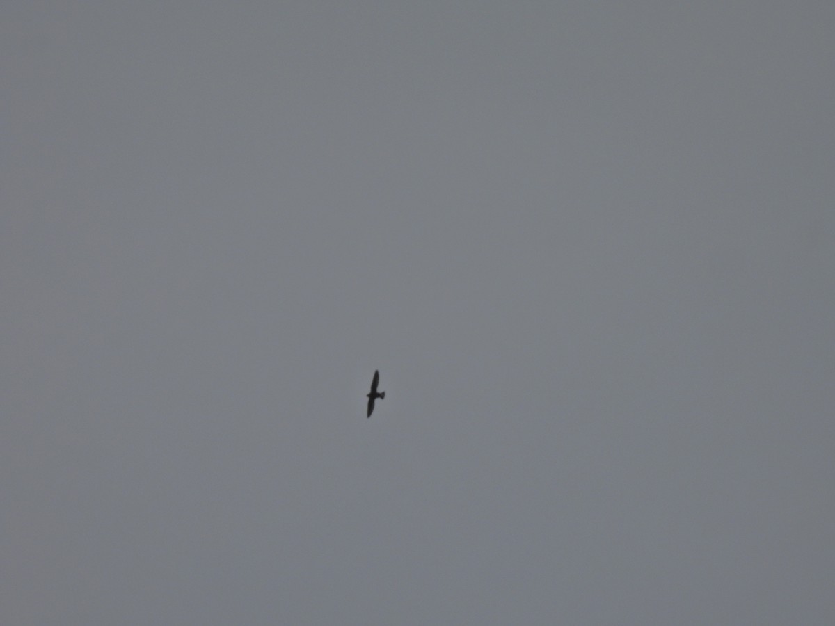 White-rumped Spinetail - ML645485370