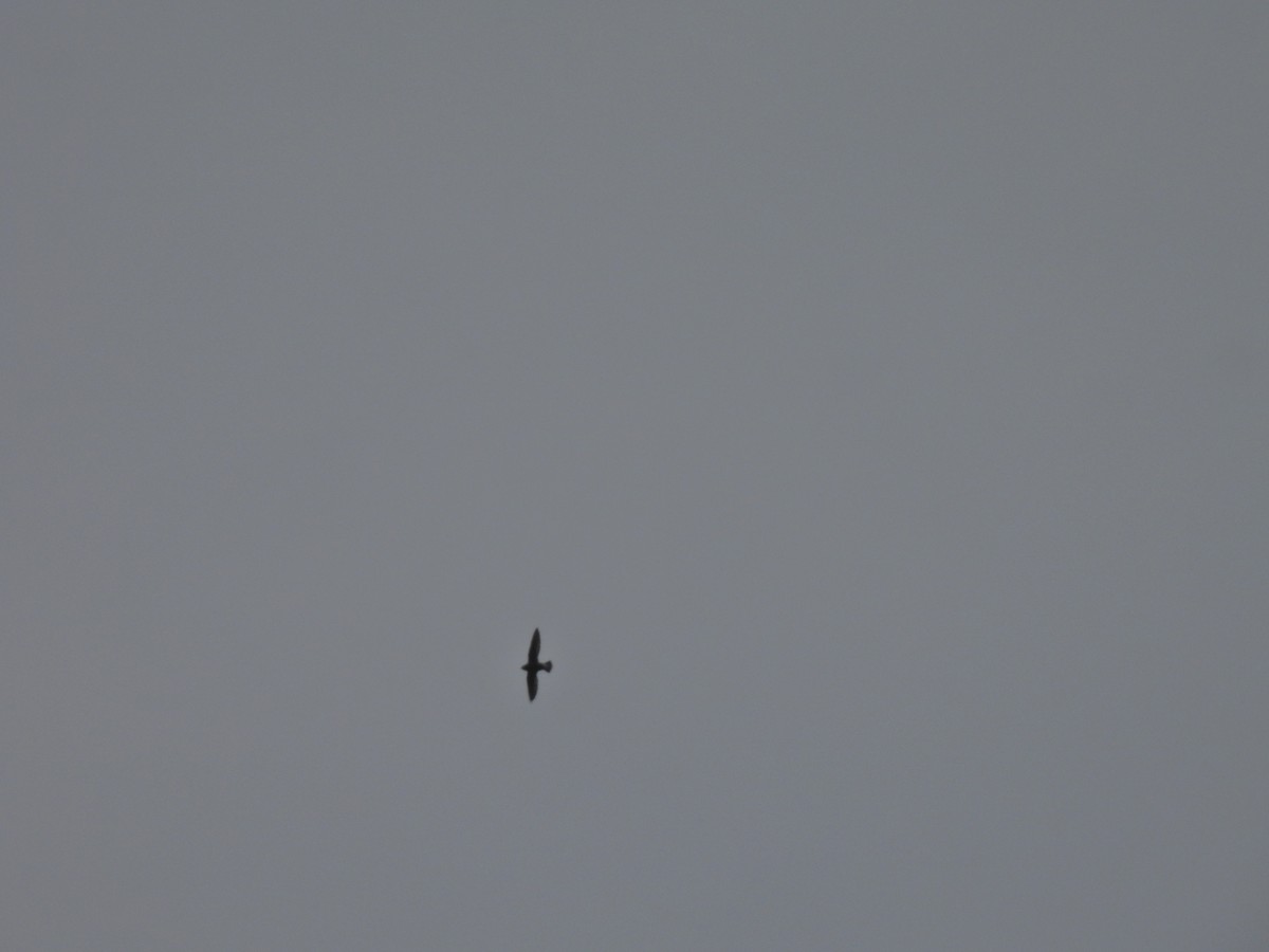 White-rumped Spinetail - ML645485371