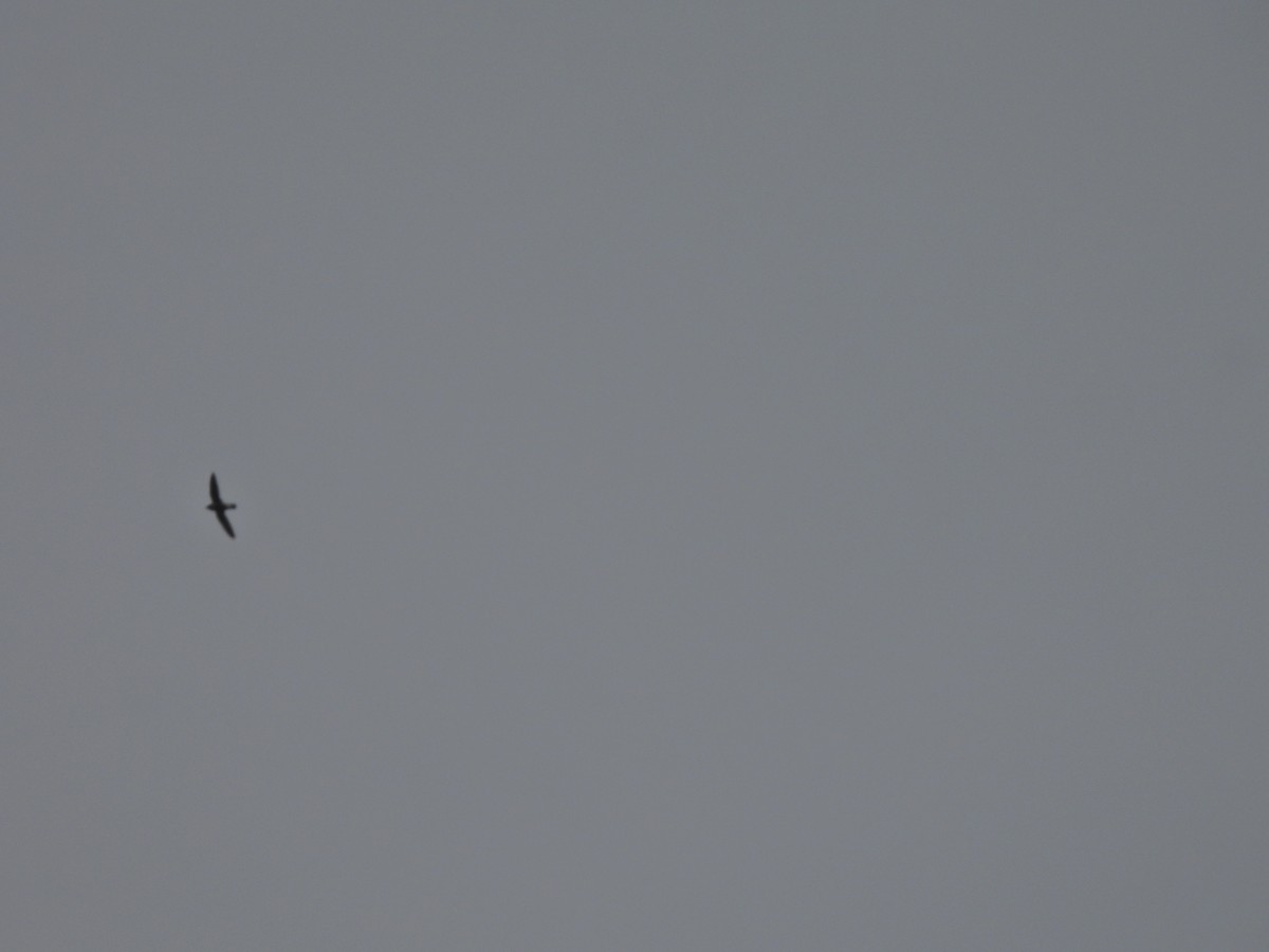 White-rumped Spinetail - ML645485375