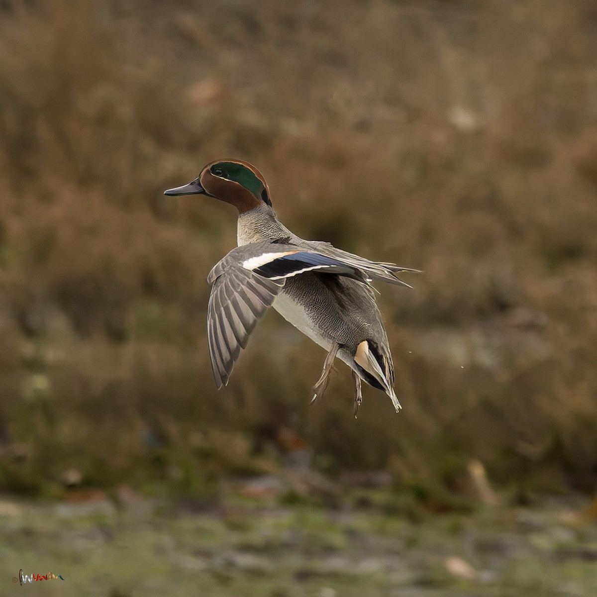 Zertzeta arrunta - ML645485376