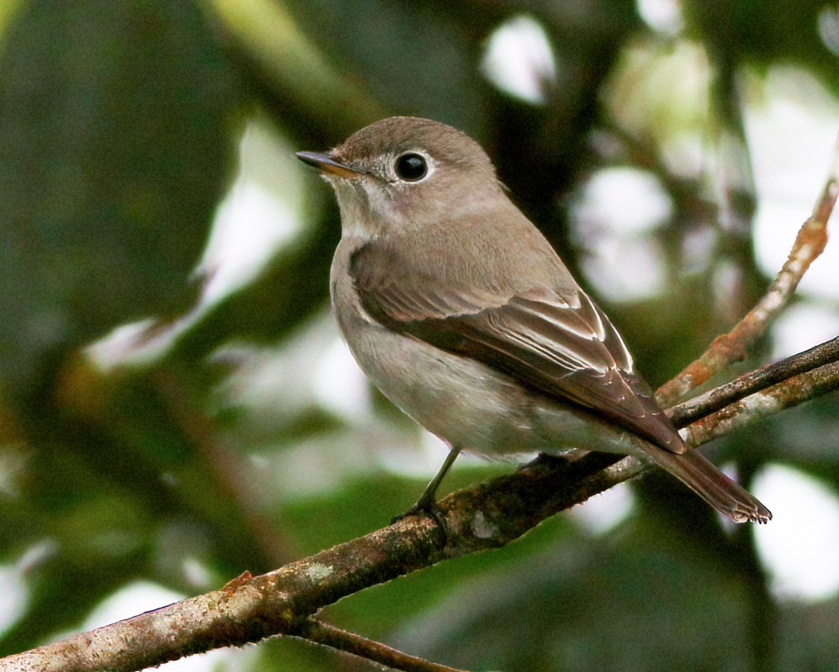 Euli-txori arrea - ML645485377