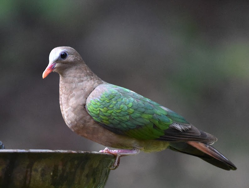 翠翼鳩 - ML645485380