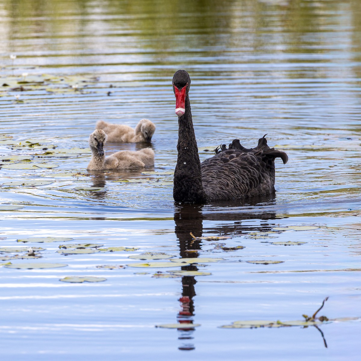 黑天鵝 - ML645485381