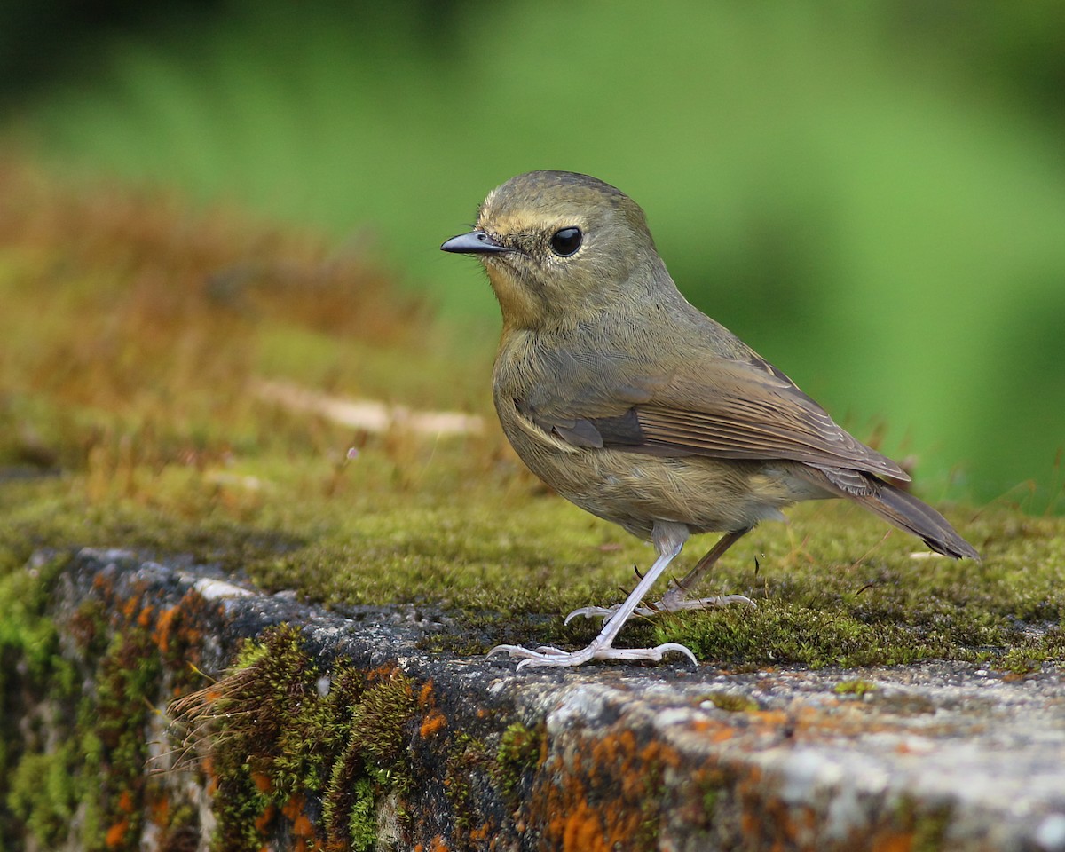 黃胸青鶲 - ML645485382