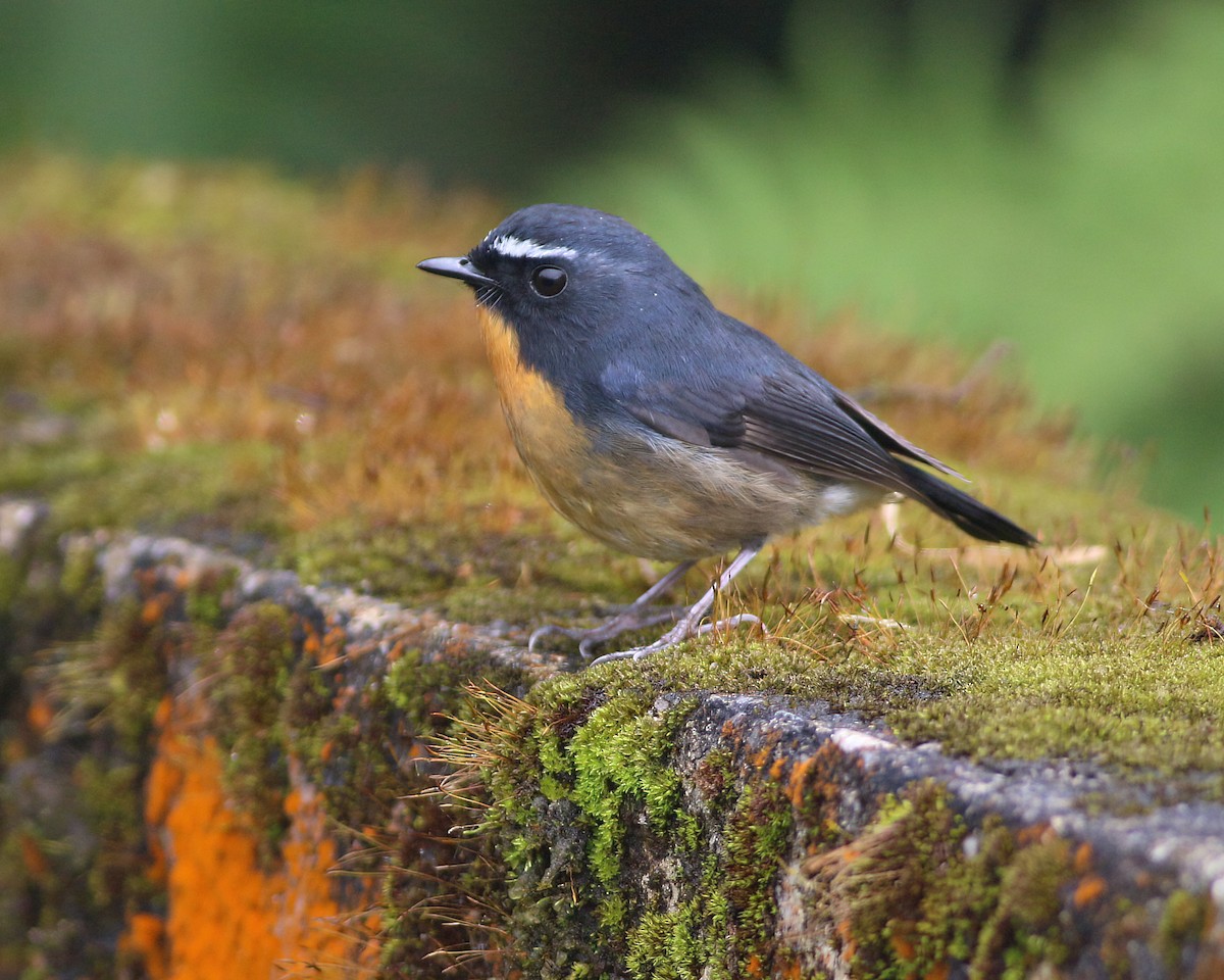 黃胸青鶲 - ML645485383