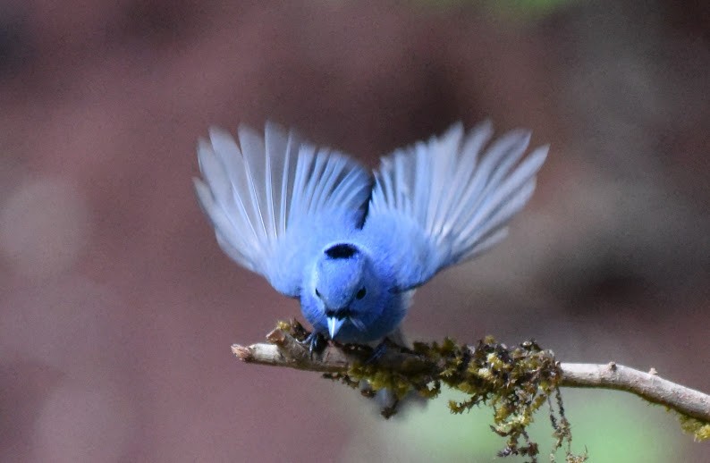 黑枕藍鶲 - ML645485384