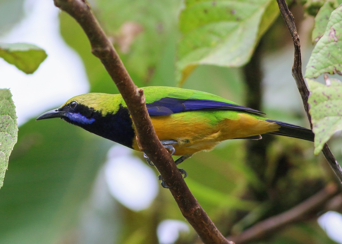 橙腹葉鵯 - ML645485385