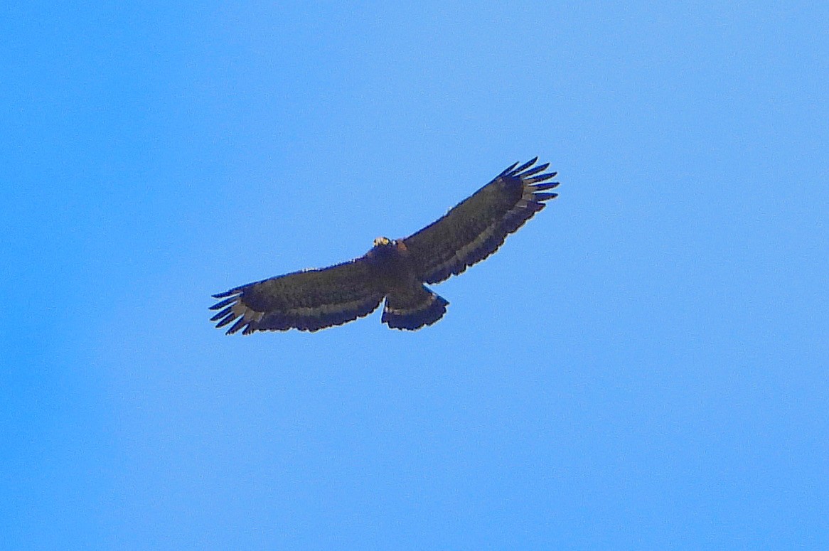 大冠鷲 - ML645485386