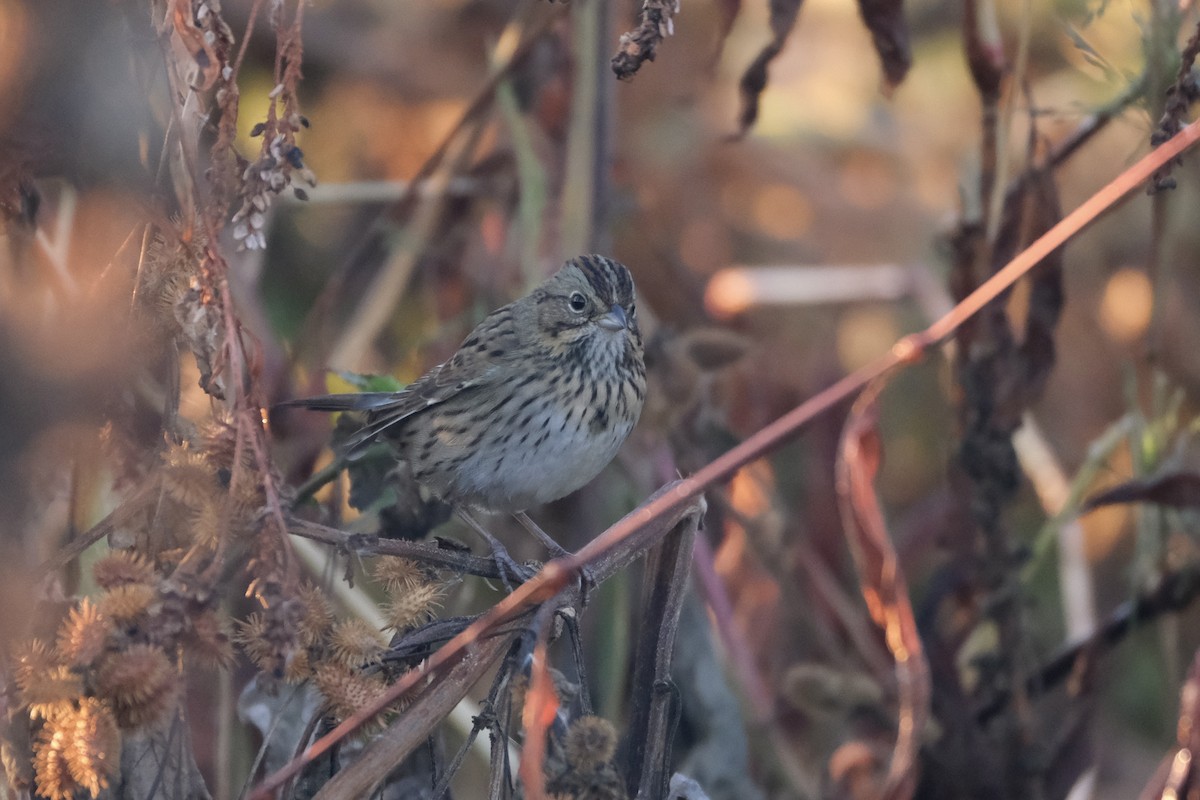 Lincoln's Sparrow - ML645485388