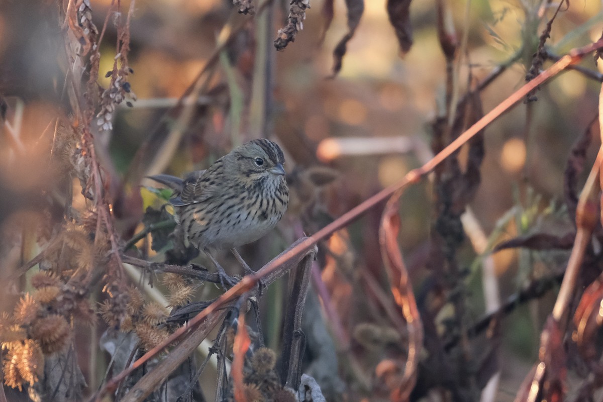 Lincoln's Sparrow - ML645485389
