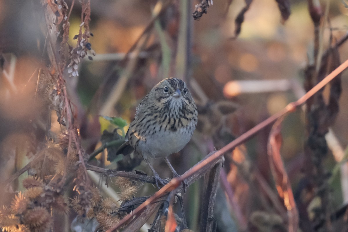 Lincoln's Sparrow - ML645485390