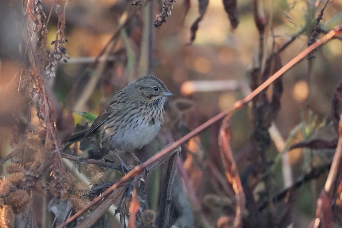 Lincoln's Sparrow - ML645485391