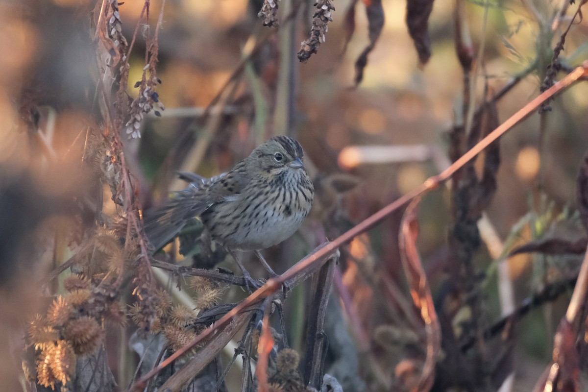 Lincoln's Sparrow - ML645485392