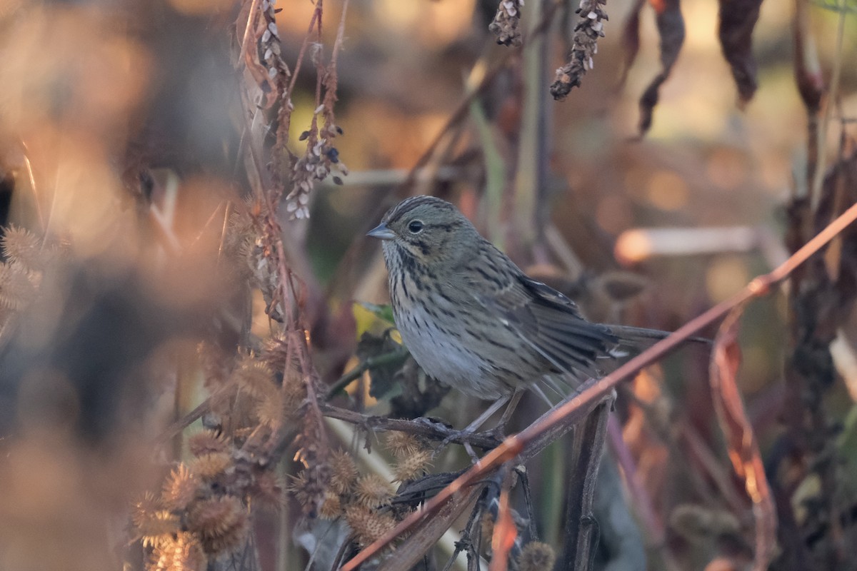 Lincoln's Sparrow - ML645485393