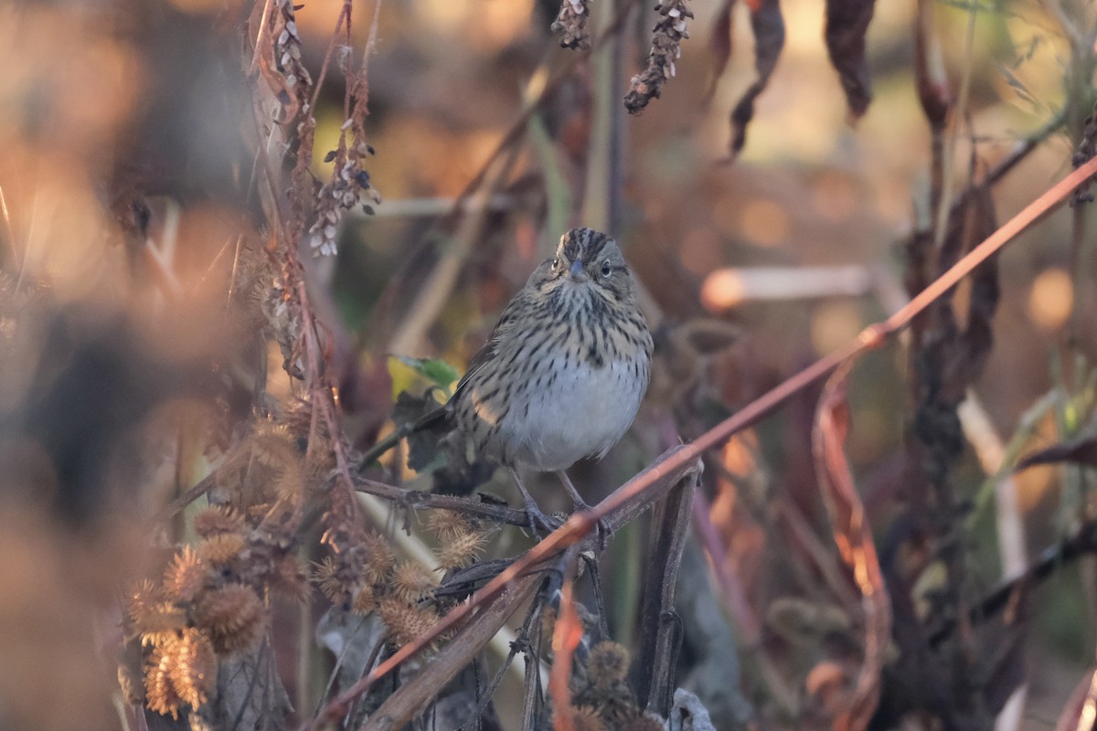 Lincoln's Sparrow - ML645485394