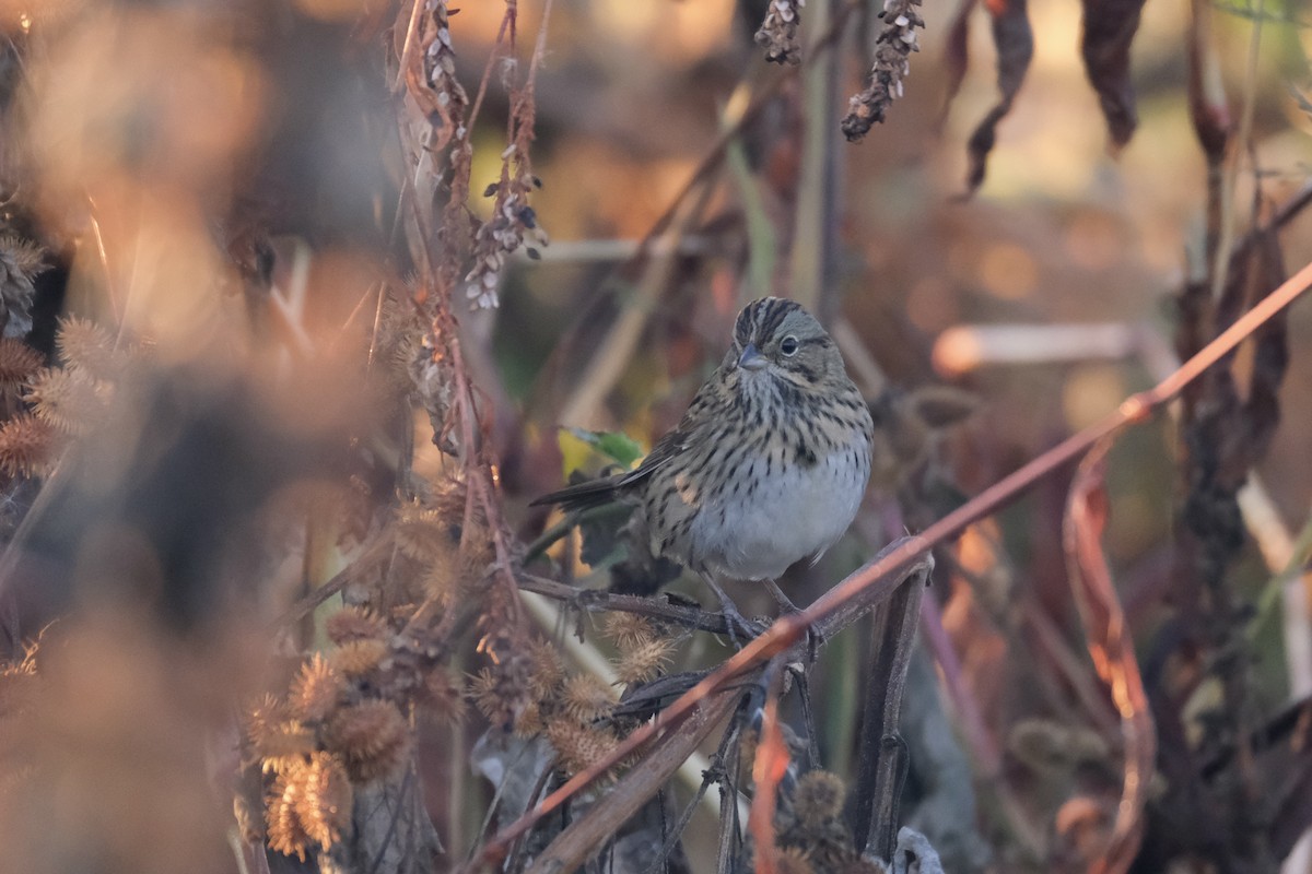 Lincoln's Sparrow - ML645485395