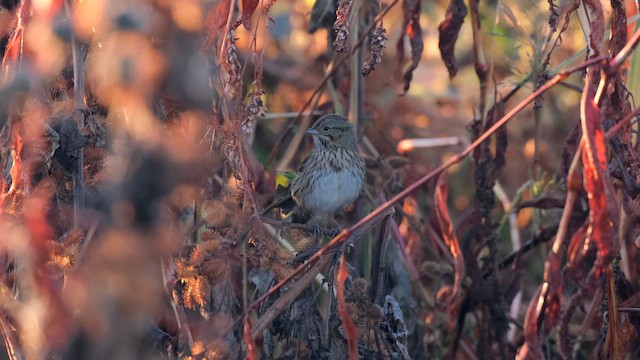 Lincoln's Sparrow - ML645485396