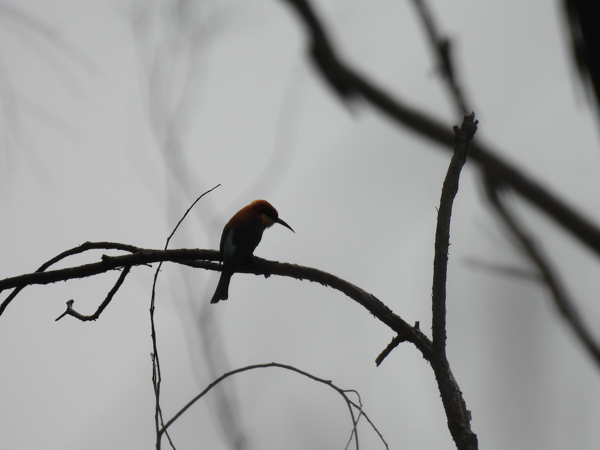 Chestnut-headed Bee-eater - ML645485397