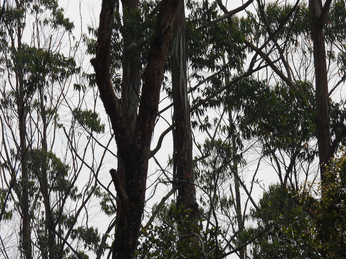 Chestnut-headed Bee-eater - ML645485398