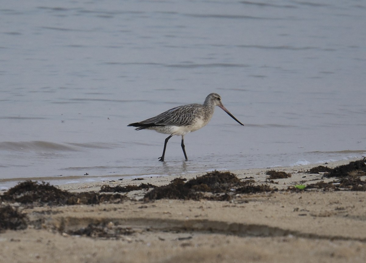 黑尾鷸 - ML645485399