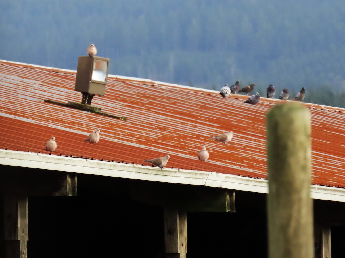 野鴿(野化) - ML645485400