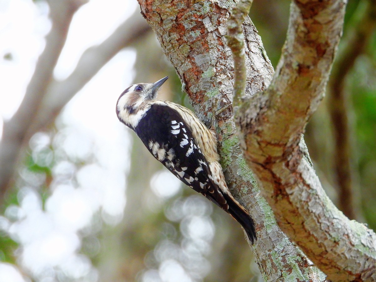 小啄木 - ML645485401