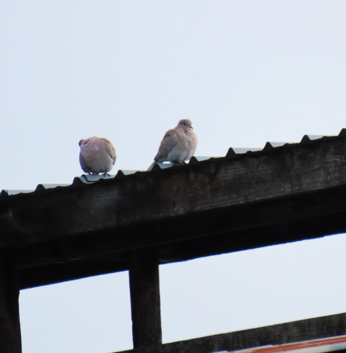 灰斑鳩 - ML645485402