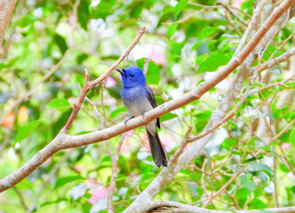 黑枕藍鶲 - ML645485403